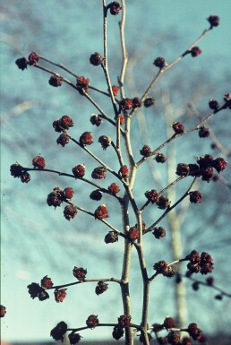 Papegøjebusk Parrotia persica busk 60-80 potte C3