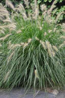 Lampenputzergras Pennisetum alopecuroides 'Hameln' 5-10 Topf 9x9 cm (P9)