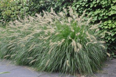 Cenchrus faux vulpin Pennisetum alopecuroides 'Hameln' 5-10 Pot 9x9 cm (P9)