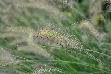 Pennisetum alopecuroides 'Hameln' Lampborstgräs 5-10 i kruka P9