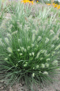 Cenchrus faux vulpin Pennisetum alopecuroides 'Little Bunny' 5-10 Pot 9x9 cm (P9)