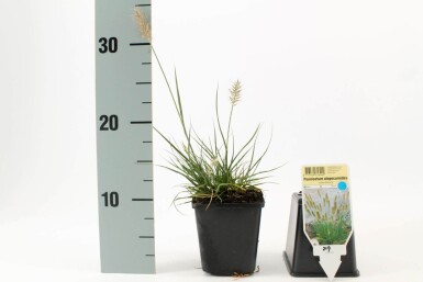 Lampepudsergræs Pennisetum alopecuroides 'Little Bunny' 5-10 potte P9