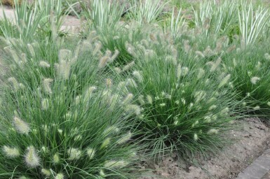 Pennisetum alopecuroides 'Little Bunny' Lampborstgräs 5-10 i kruka P9