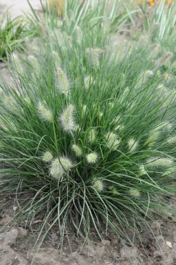 Pennisetum alopecuroides 'Little Bunny' Lampborstgräs 5-10 i kruka P9