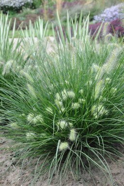 Cenchrus faux vulpin Pennisetum alopecuroides 'Little Bunny' 5-10 Pot 9x9 cm (P9)