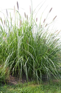 Garten-Federborstengras Pennisetum alopecuroides 'Magic' 5-10 Topf 9x9 cm (P9)