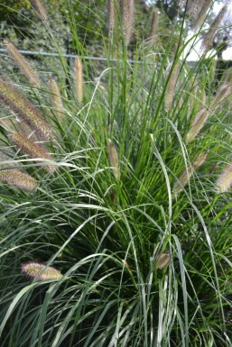 Lampepudsergræs Pennisetum alopecuroides 'Magic' 5-10 potte P9