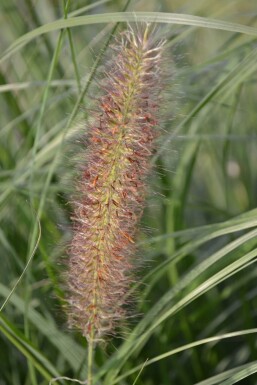 Pennisetum alopecuroides 'Magic' Lampborstgräs 5-10 i kruka P9