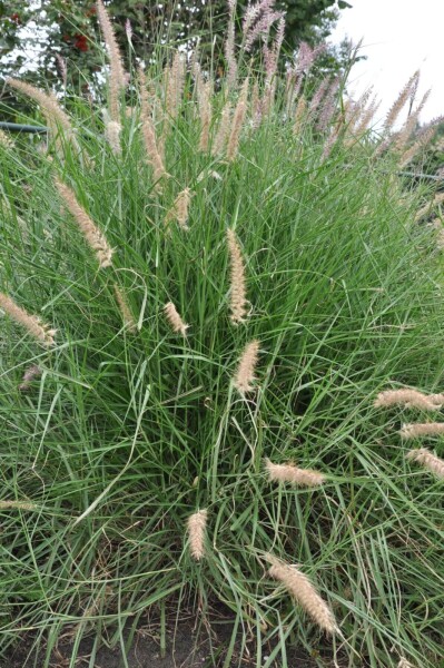 Pennisetum orientale