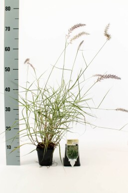 Orient-Lampenputzergras Pennisetum orientale 5-10 Topf 9x9 cm (P9)