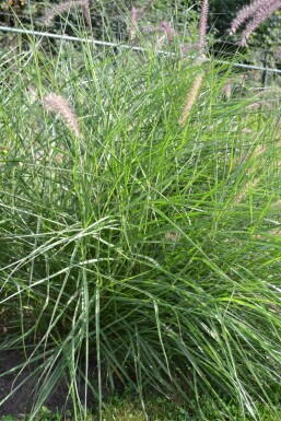 Pennisetum orientale Orientborstgräs 5-10 i kruka P9