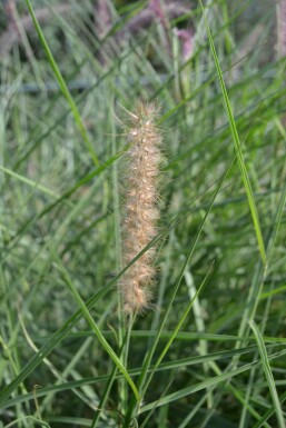 Pennisetum orientale Orientborstgräs 5-10 i kruka P9