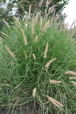 Pennisetum orientale Orientborstgräs 5-10 i kruka P9