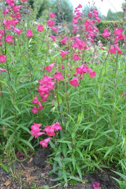 Rørblomst Penstemon 'Andenken an F. Hahn' 5-10 potte P9