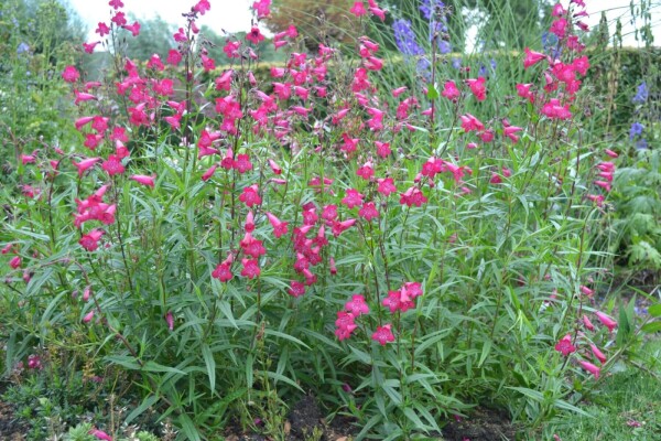 Penstemon 'Andenken an F. Hahn'