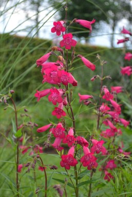 Penstemon 'Andenken an F. Hahn' Penstemoner 5-10 i kruka P9