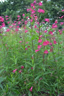 Penstemon 'Andenken an F. Hahn' Penstemoner 5-10 i kruka P9