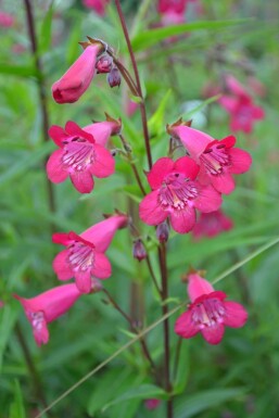 Penstemon 'Andenken an F. Hahn' Penstemoner 5-10 i kruka P9