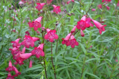 Penstemon 'Andenken an F. Hahn' Penstemoner 5-10 i kruka P9