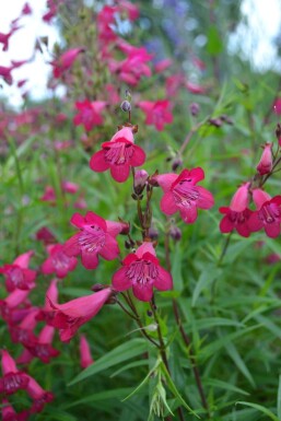 Pentstémon Penstemon 'Andenken an F. Hahn' 5-10 Pot 9x9 cm (P9)