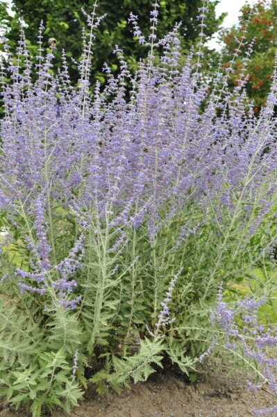 Perovskia atriplicifolia 'Blue Spire'