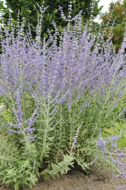 Perovskia atriplicifolia 'Blue Spire' Afghanperovskia 5-10 i kruka P9