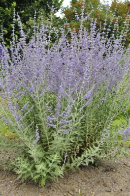 Russisk salvie Perovskia atriplicifolia 'Blue Spire' 5-10 potte P9