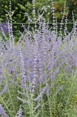 Russisk salvie Perovskia atriplicifolia 'Blue Spire' 5-10 potte P9