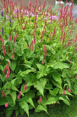 Bistorte amplexicaule Persicaria amplexicaulis 'Speciosa' 5-10 Pot 9x9 cm (P9)