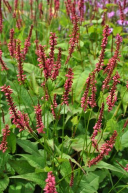 Kertepileurt Persicaria amplexicaulis 'Speciosa' 5-10 potte P9