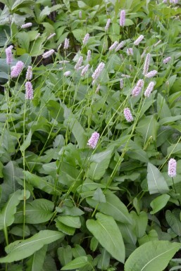 Persicaria bistorta 'Superba' Stor ormrot 5-10 i kruka P9