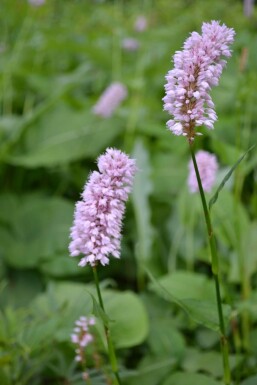 Persicaria bistorta 'Superba' Stor ormrot 5-10 i kruka P9