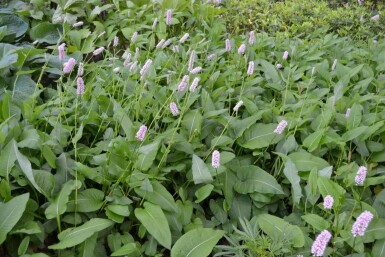 Persicaria bistorta 'Superba' Stor ormrot 5-10 i kruka P9