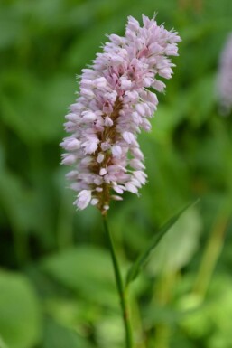 Persicaria bistorta 'Superba' Stor ormrot 5-10 i kruka P9