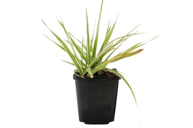 Phalaris arundinacea 'Picta' Rörflen 5-10 i kruka P9