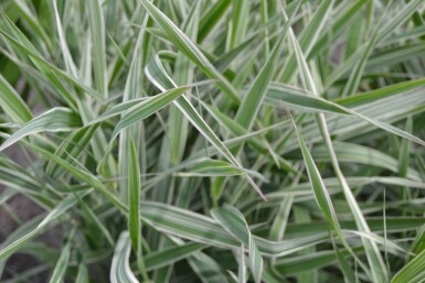 Phalaris arundinacea 'Picta' Rörflen 5-10 i kruka P9