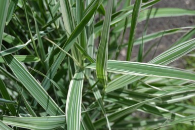 Phalaris arundinacea 'Picta' Rörflen 5-10 i kruka P9