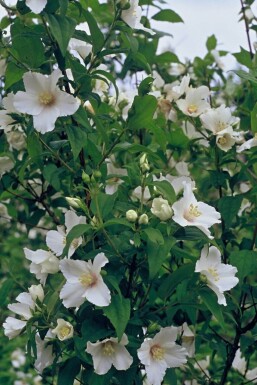 Boerenjasmijn Philadelphus 'Belle Etoile' Struik 15-20 Pot C2