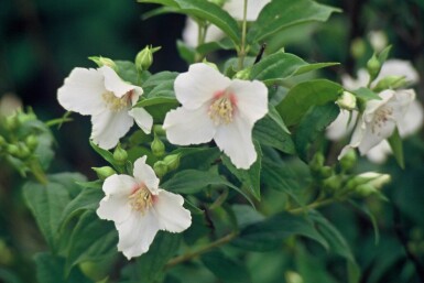 Boerenjasmijn Philadelphus 'Belle Etoile' Struik 15-20 Pot C2