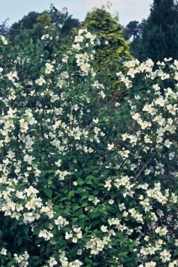 Seringat Philadelphus 'Belle Etoile' Arbuste 15-20 Pot 2 l (C2)