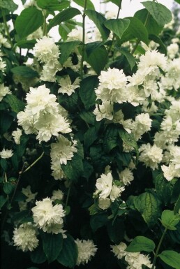 Pibeved Philadelphus 'Virginal' busk 30-40 potte C3