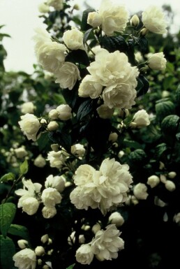 Seringat Philadelphus 'Virginal' Arbuste 30-40 Pot 3 l (C3)