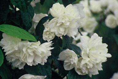 Pibeved Philadelphus 'Virginal' busk 30-40 potte C3