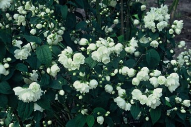 Pibeved Philadelphus 'Virginal' busk 30-40 potte C3