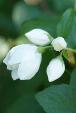 Großblütiger Pfeifenstrauch Philadelphus 'Virginal' Strauch 30-40 Topf 3 ltr. (C3)