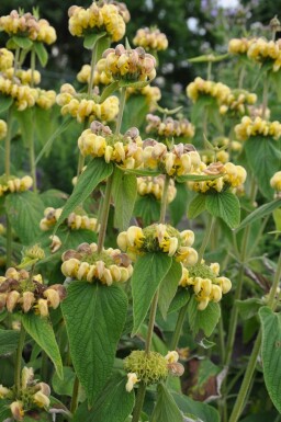 Phlomis russeliana Gul lejonsvans 5-10 i kruka P9