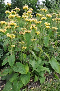 Phlomis russeliana Gul lejonsvans 5-10 i kruka P9