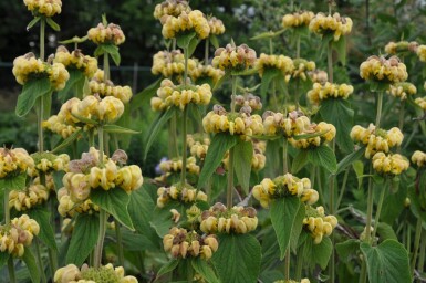 Phlomis russeliana Gul lejonsvans 5-10 i kruka P9