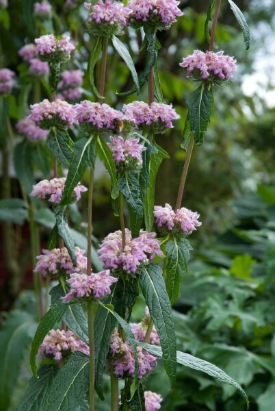 Phlomis tuberosa