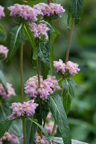 Plant eigenschappen